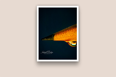 Macro Photography SrikanthAnubojaPhotography