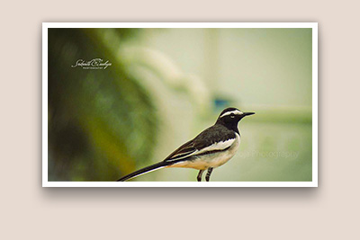 Bird Photography SrikanthAnubojaPhotography
